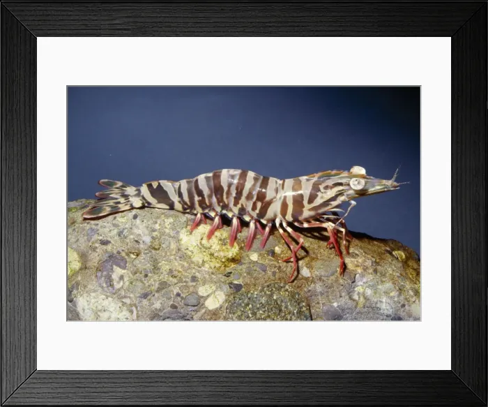 Framed Print : Brown Tiger Prawn Raised on shrimp farms in Australia Framed Print : Brown Tiger Prawn Raised on shrimp farms in Australia
