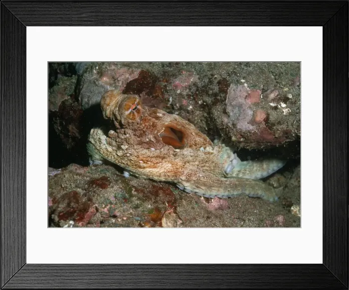 Framed Print : Octopus Fatu Hiva, Marquesas Island Framed Print : Octopus Fatu Hiva, Marquesas Island