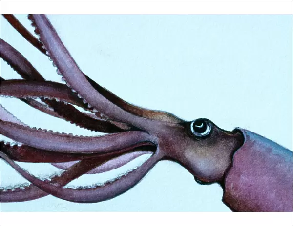 Giant Squid VT 7670 Illustration In profile Architeuthis © Valerie Taylor  /  ARDEA LONDON