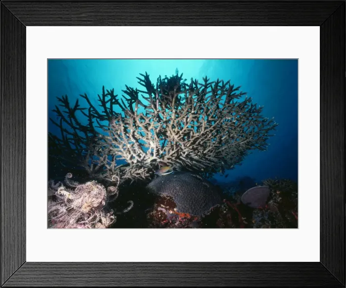 Framed Print : Staghorn Coral Framed Print : Staghorn Coral