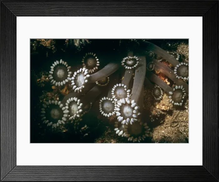 Framed Print : Flowerpot Coral Indo Pacifc