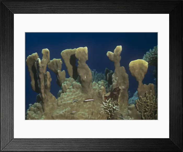 Framed Print : Fire Coral Framed Print : Fire Coral