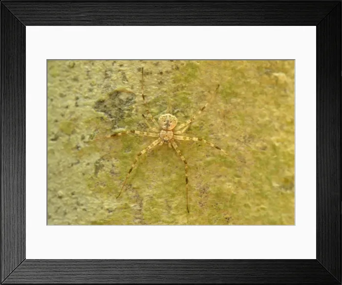 Framed Print : Lichen Spider - Danum Valley Conservation Area - Sabah - Borneo - Malaysia Framed Print : Lichen Spider - Danum Valley Conservation Area - Sabah - Borneo - Malaysia