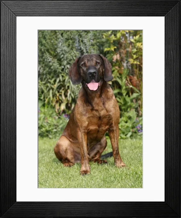 Framed Print : Dog - Hanover Hound - hunting dog - sitting down in garden - Germany Framed Print : Dog - Hanover Hound - hunting dog - sitting down in garden - Germany