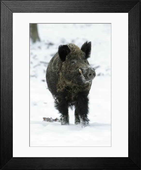 Framed Print : Wild Pig - boar in snow covered forest - Hessen - Germany Framed Print : Wild Pig - boar in snow covered forest - Hessen - Germany