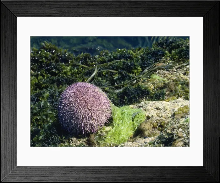 Framed Print : Edible Sea Urchin Framed Print : Edible Sea Urchin
