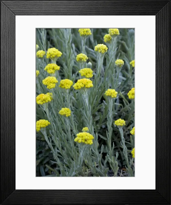 Framed Print : Immortelle or Sand Everlasting (Helichrysum arenarium), S. Sweden Framed Print : Immortelle or Sand Everlasting (Helichrysum arenarium), S. Sweden