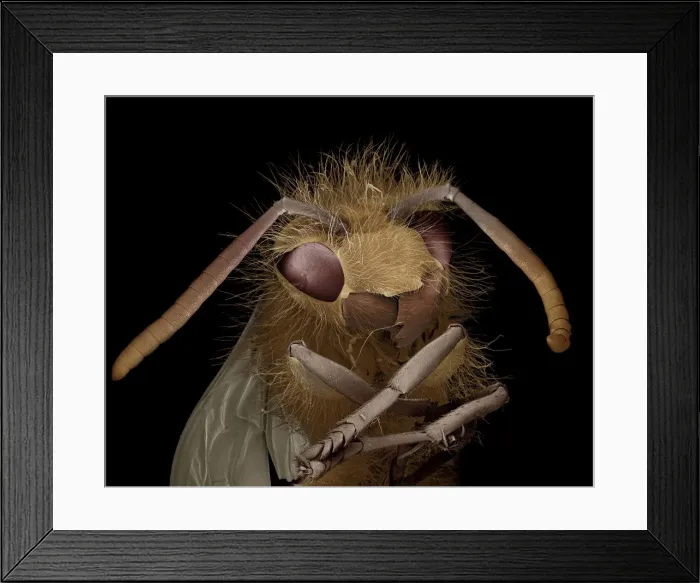 Framed Print : Scanning Electron Micrograph (SEM): Common Wasp - Magnification x 30 (if print A4 size: 29. 7 cm wide) Framed Print : Scanning Electron Micrograph (SEM): Common Wasp - Magnification x 30 (if print A4 size: 29. 7 cm wide)