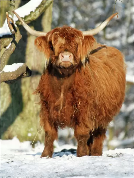 Scottish Highland Cow - in snow, Lower Saxony, Germany