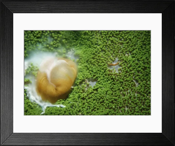 Framed Print : Haddon's Sea Anemone VT 7100 Spawning, Papua New Guinea Stichodactyla haddoni Ron & Valerie Taylor / ardea. com Framed Print : Haddon's Sea Anemone VT 7100 Spawning, Papua New Guinea Stichodactyla haddoni Ron & Valerie Taylor / ardea. com