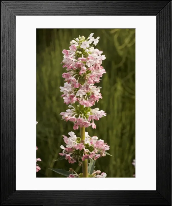 Framed Print : Whorl flower (Morina longifolia); from the Himalayas, grown in gardens Framed Print : Whorl flower (Morina longifolia); from the Himalayas, grown in gardens