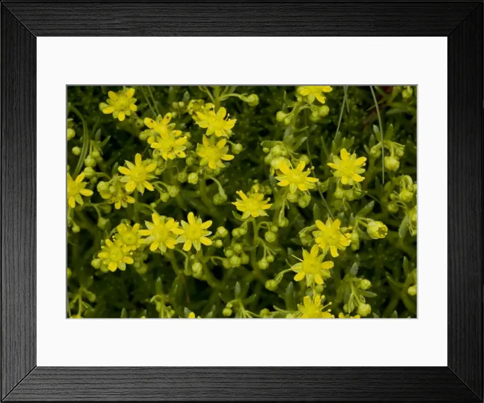 Framed Print : Yellow saxifrage (Saxifraga aizoides), North Britain Framed Print : Yellow saxifrage (Saxifraga aizoides), North Britain