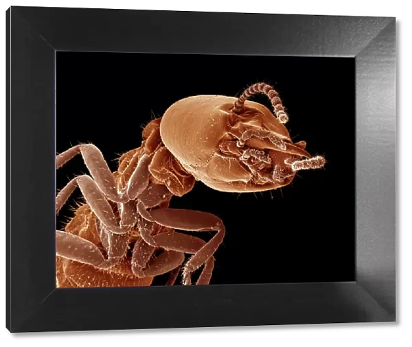 Scanning Electron Micrograph (SEM): Termite (worker) - Magnification x 100 (if print A4 size: 29. 7 cm wide)