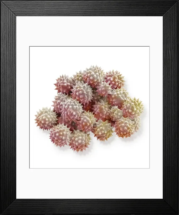 Framed Print : Scanning Electron Micrograph (SEM): Groundsel, Magnification x 3, 000 (A4 size: 29. 7 cm width) Framed Print : Scanning Electron Micrograph (SEM): Groundsel, Magnification x 3, 000 (A4 size: 29. 7 cm width)