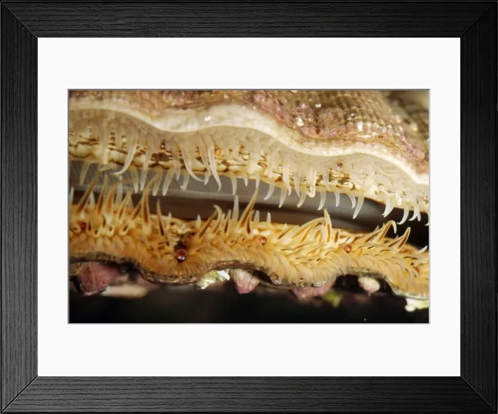 Framed Print : Scallop PM 9210 Eyes and tentacles at edge of mantle Pecten species © Pat Morris / ARDEA LONDON Framed Print : Scallop PM 9210 Eyes and tentacles at edge of mantle Pecten species © Pat Morris / ARDEA LONDON