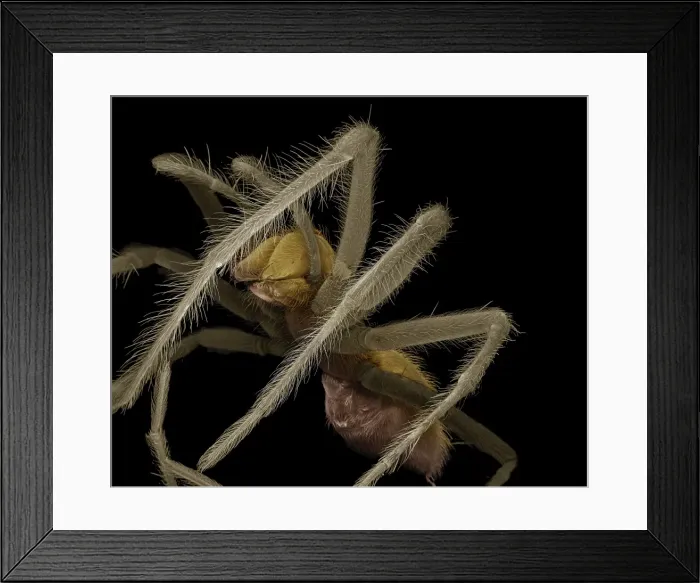 Framed Print : Scanning Electron Micrograph (SEM): Common House Spider - female -Magnification x20 (if print A4 size: 29. 7 cm wide) Framed Print : Scanning Electron Micrograph (SEM): Common House Spider - female -Magnification x20 (if print A4 size: 29. 7 cm wide)