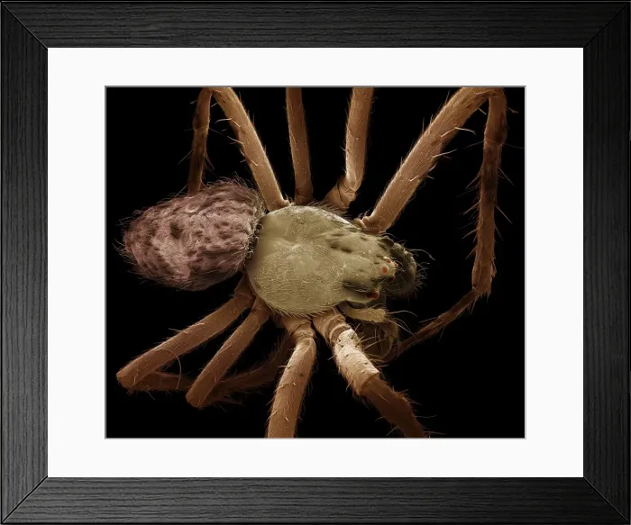 Framed Print : Scanning Electron Micrograph (SEM) : Garden Spider-male, Magnification x20 (A4 size: 29. 7 cm width) Framed Print : Scanning Electron Micrograph (SEM) : Garden Spider-male, Magnification x20 (A4 size: 29. 7 cm width)