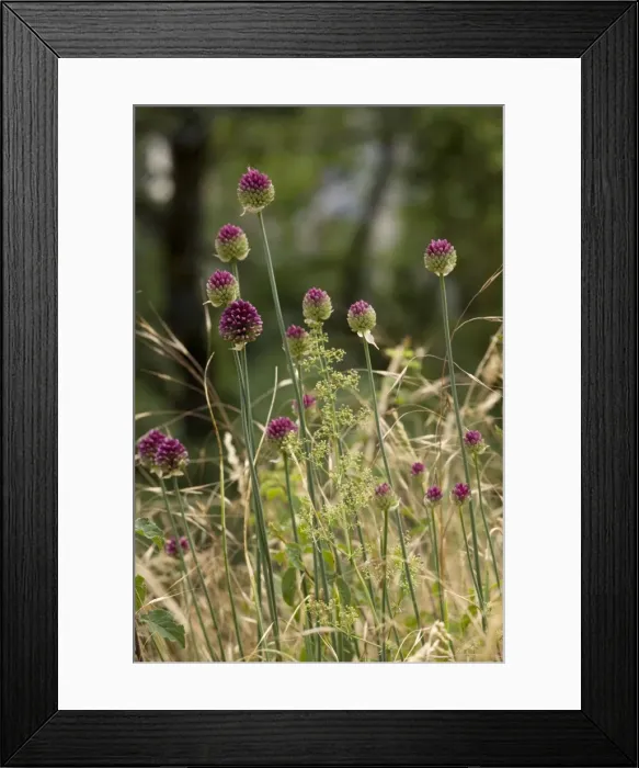 Framed Print : Round-headed leek (Allium sphaerocephalon). very rare in Britain Framed Print : Round-headed leek (Allium sphaerocephalon). very rare in Britain