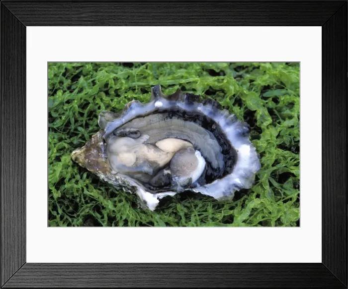 Framed Print : Oyster - opened Framed Print : Oyster - opened