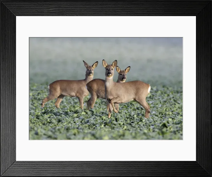 Framed Print : European Roe Deer - doe with two yearling fawns in oil-seed rape crop - Lower Saxony - Germany Framed Print : European Roe Deer - doe with two yearling fawns in oil-seed rape crop - Lower Saxony - Germany
