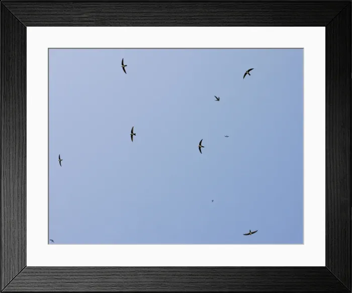 Framed Print : Flock of Alpine Swifts - in flight over the Vikos Gorge - Greece Framed Print : Flock of Alpine Swifts - in flight over the Vikos Gorge - Greece
