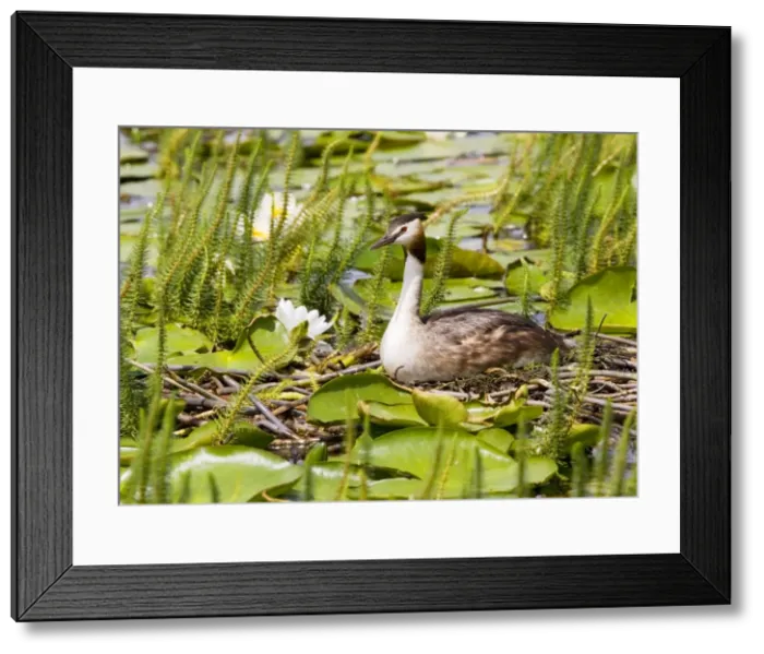 Framed Print : Great-crested Grebe - on the nest among water-lilies, Martham Broad, Norfolk Broads, Norfolk Framed Print : Great-crested Grebe - on the nest among water-lilies, Martham Broad, Norfolk Broads, Norfolk
