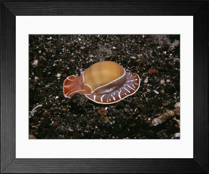 Framed Print : Moon Sea Snail Indo Pacific, Papua New Guinea Framed Print : Moon Sea Snail Indo Pacific, Papua New Guinea