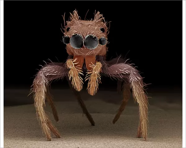 Scanning Electron Micrograph (SEM): Jumping Spider, Magnification x 75 (A4 size: 29. 7 cm width)