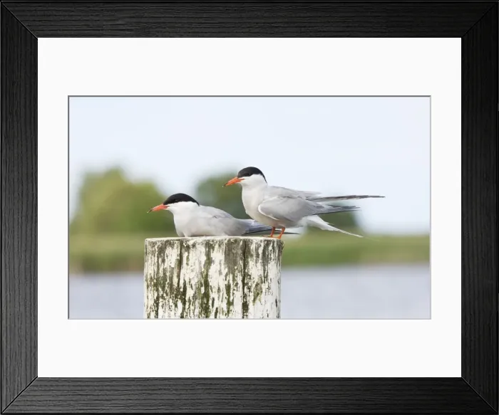 Framed Print : Common Terns - pair sitting on post - Martham Broad - Norfolk - UK Framed Print : Common Terns - pair sitting on post - Martham Broad - Norfolk - UK