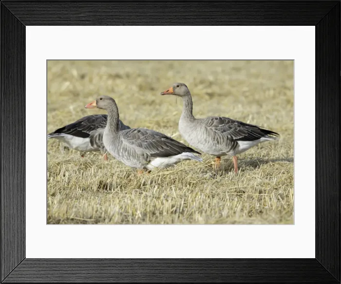 Framed Print : Greylag Geese - geese feeding on corn stubble - Island of Texel - Holland Framed Print : Greylag Geese - geese feeding on corn stubble - Island of Texel - Holland