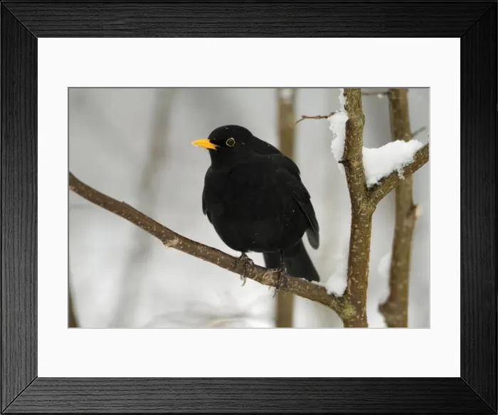 Framed Print : Blackbird - male perched on branch in winter - Hessen - Germany Framed Print : Blackbird - male perched on branch in winter - Hessen - Germany