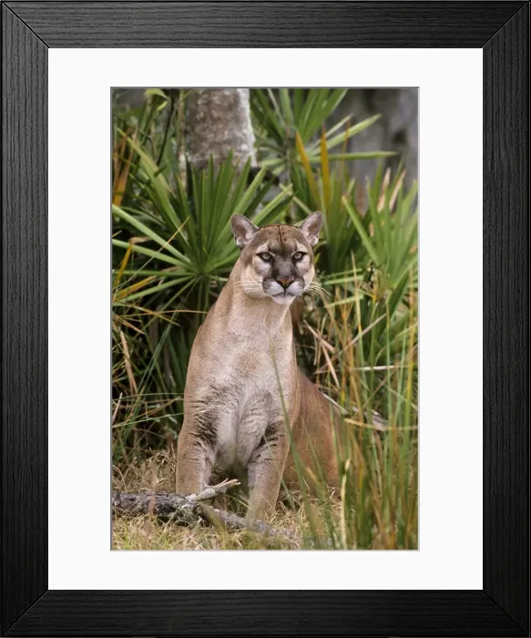 Framed Print : Florida Cougar / Mountain Lion / Puma. Florida - USA. endangered species. Also known as the Florida Panther. MR4851 Framed Print : Florida Cougar / Mountain Lion / Puma. Florida - USA. endangered species. Also known as the Florida Panther. MR4851