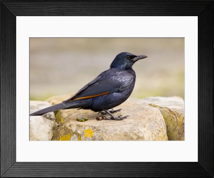 Framed Print : Red-winged Starling - male on rock - Cape - South Africa Framed Print : Red-winged Starling - male on rock - Cape - South Africa