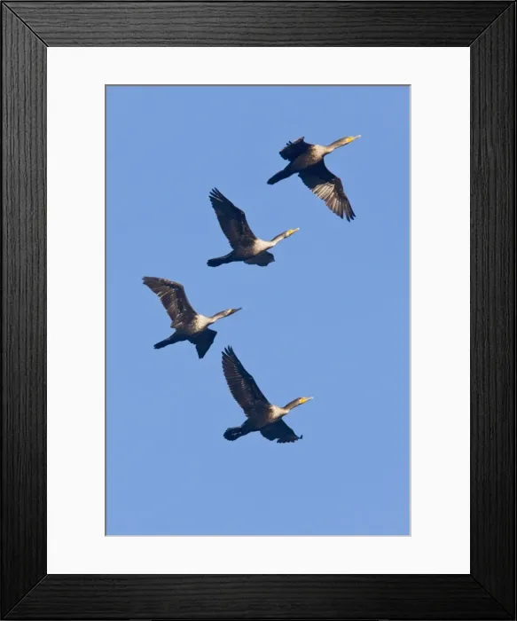 Framed Print : Double-crested Cormorants - in flight - California - United States Framed Print : Double-crested Cormorants - in flight - California - United States