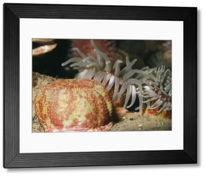 Framed Print : Sea Anemone - open & closed UK marine Framed Print : Sea Anemone - open & closed UK marine