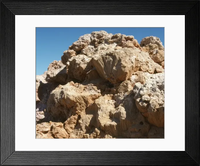 Framed Print : Fossilised Coral - Gibson Desert - North West Australia Framed Print : Fossilised Coral - Gibson Desert - North West Australia