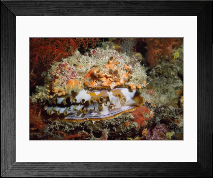 Framed Print : Thorny Oyster - cave dweller Great Barrier Reef, Indo Pacific Framed Print : Thorny Oyster - cave dweller Great Barrier Reef, Indo Pacific