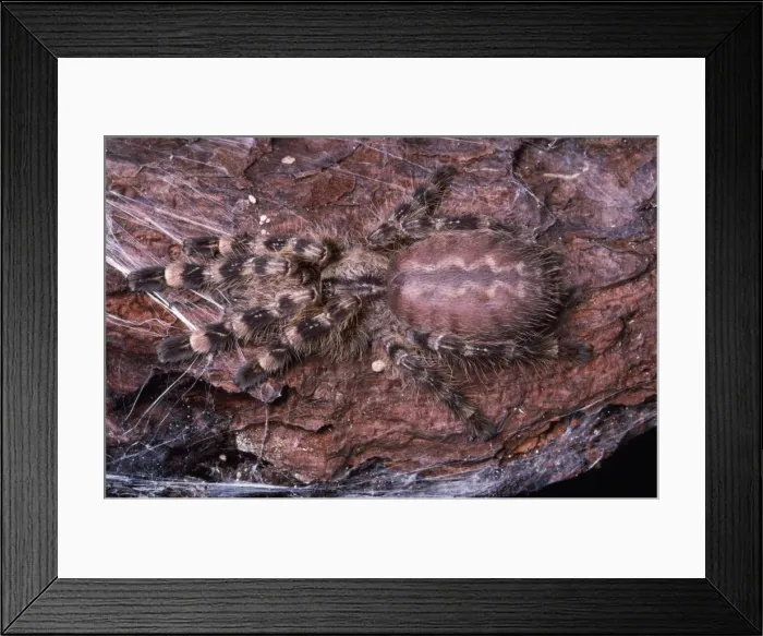 Framed Print : Mimic Spider - Sri Lanka Framed Print : Mimic Spider - Sri Lanka