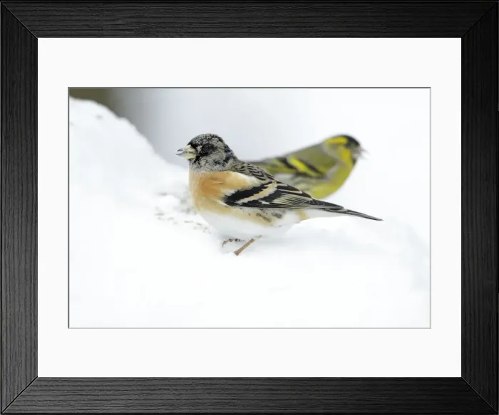 Framed Print : Brambling - male feeding on ground in winter snow - Hessen - Germany Framed Print : Brambling - male feeding on ground in winter snow - Hessen - Germany
