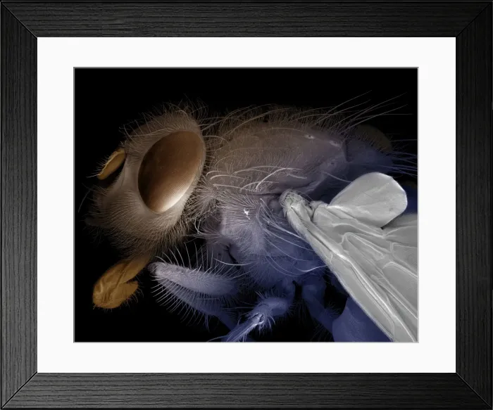 Framed Print : Scanning Electron Micrograph (SEM): Bluebottle Fly - Magnification x 30 (if print A4 size: 29. 7 cm wide) Framed Print : Scanning Electron Micrograph (SEM): Bluebottle Fly - Magnification x 30 (if print A4 size: 29. 7 cm wide)