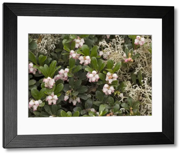 Framed Print : Bearberry (Arctostaphylos uva-ursi) in flower. Sweden Framed Print : Bearberry (Arctostaphylos uva-ursi) in flower. Sweden