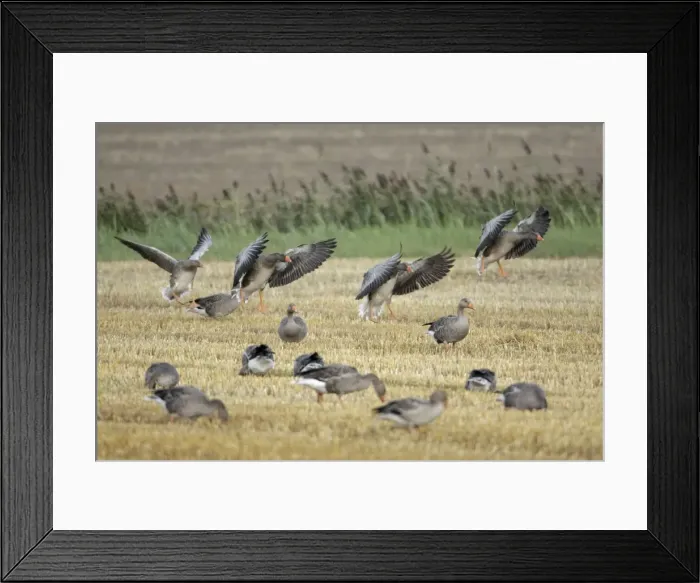 Framed Print : Greylag Geese - geese feeding on corn stubble - Island of Texel - Holland Framed Print : Greylag Geese - geese feeding on corn stubble - Island of Texel - Holland