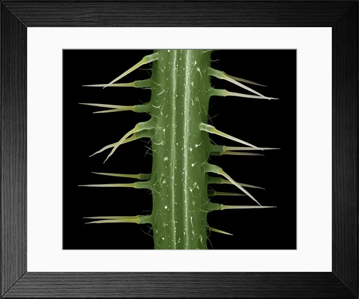Framed Print : Scanning Electron Micrograph (SEM): Stinging Nettle, Magnification x 40 (A4 size: 29. 7 cm width) Framed Print : Scanning Electron Micrograph (SEM): Stinging Nettle, Magnification x 40 (A4 size: 29. 7 cm width)