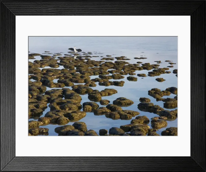 Framed Print : Stromatolites at Hamelin Pool, Shark Bay, western Australia. These are living representatives of the oldest living organisms, over 3. 5 billion years old as fossils. Australia Framed Print : Stromatolites at Hamelin Pool, Shark Bay, western Australia. These are living representatives of the oldest living organisms, over 3. 5 billion years old as fossils. Australia