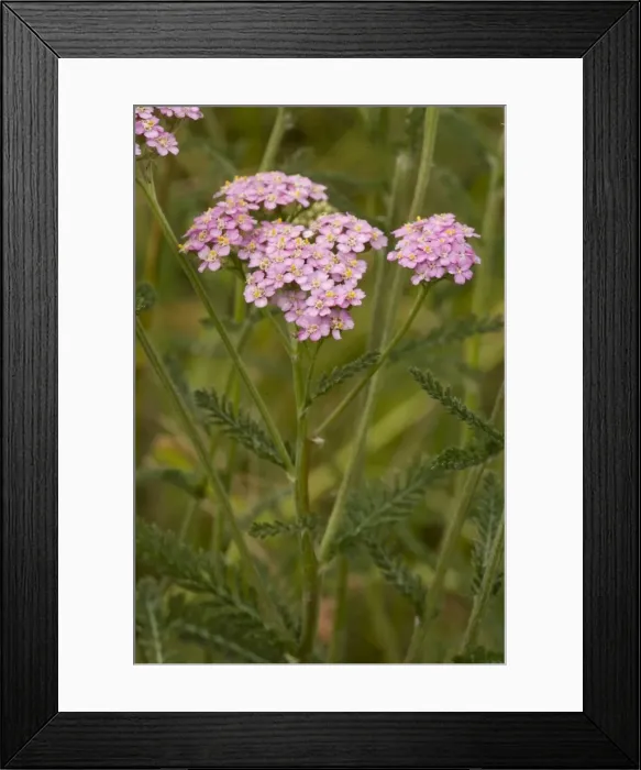 Framed Print : Yarrow, pink form (Achillea millefolium). Dorset coast Framed Print : Yarrow, pink form (Achillea millefolium). Dorset coast
