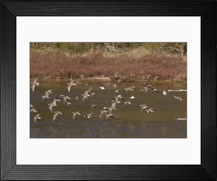 Framed Print : Long-billed Dowitchers - flock in flight - California, United States Framed Print : Long-billed Dowitchers - flock in flight - California, United States