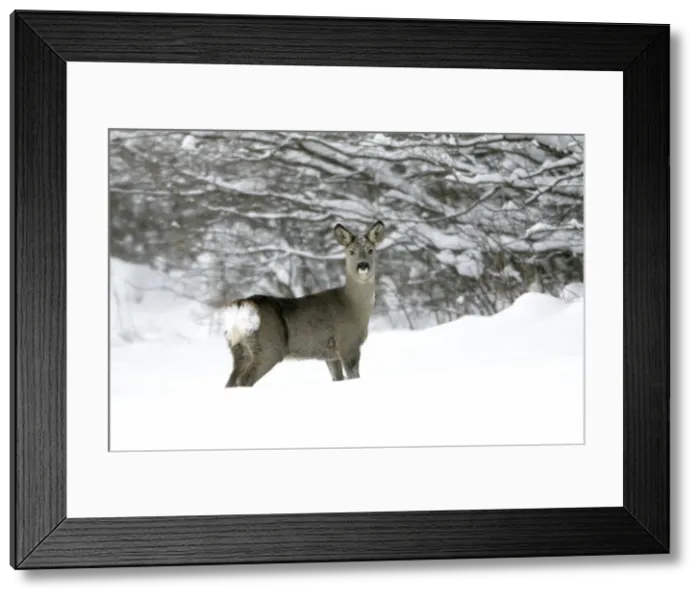 Framed Print : Roe Deer - doe walking across snow covered field - Harz mountains - Lower Saxony - Germany Framed Print : Roe Deer - doe walking across snow covered field - Harz mountains - Lower Saxony - Germany