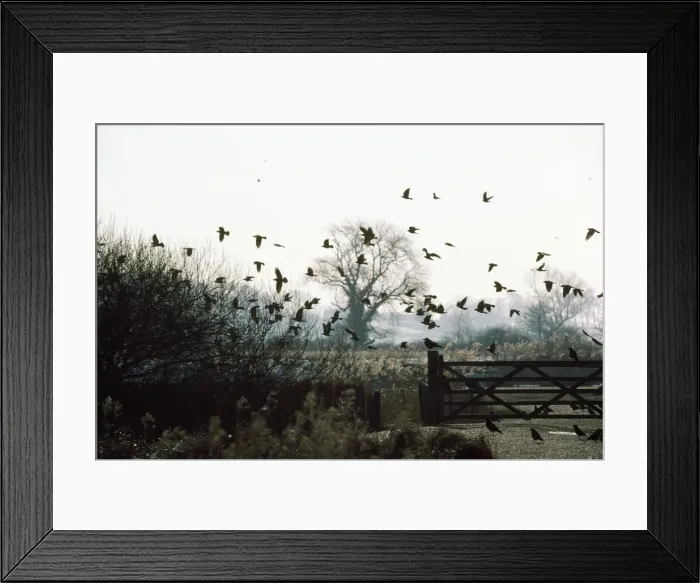 Framed Print : Rooks & Jackdaws - over winter farmland