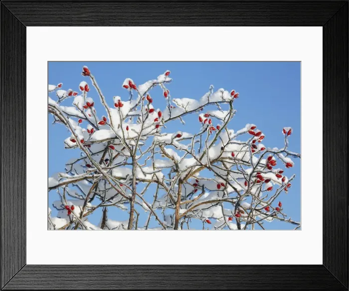 Framed Print : Rose Hips - on snow and ice covered wild rose branch - Lower Saxony - Germany Framed Print : Rose Hips - on snow and ice covered wild rose branch - Lower Saxony - Germany