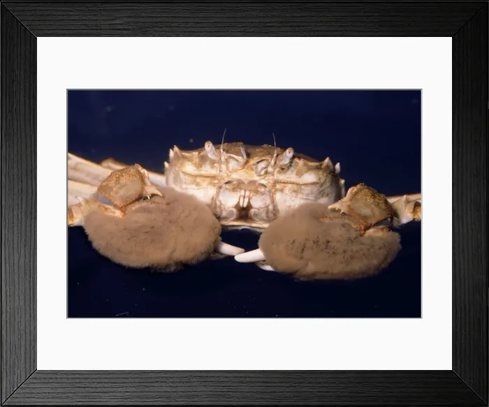 Framed Print : Chinese Mitten Crab Framed Print : Chinese Mitten Crab
